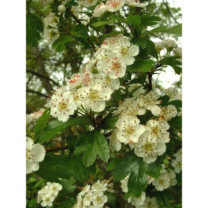 H AUBEPINE SOMMITE FLEURIE150GCOUPE 2CM