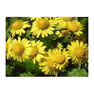 H CHRYSANTHELLUM PLANTE 100G