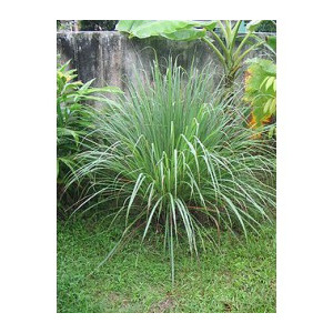 H CITRONNELLE PLANTE 100GCOUPE 2CM