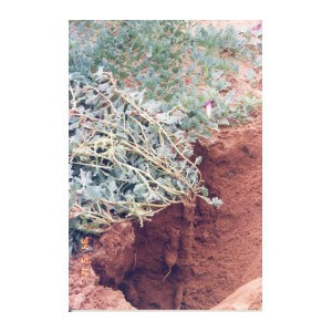 H HARPAGOPHYTUM 300G CONCASSEGRIFFE DU DIABLE