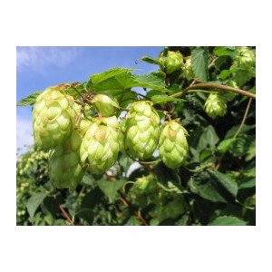 H HOUBLON CONE 100GENTIER