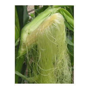 H MAIS STIGMATE 100G COUPE 2CM