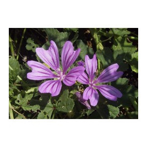 H MAUVE NORD EXTRA 60GFLEURS