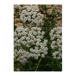 H MILLEFEUILLE PLANTE 200G