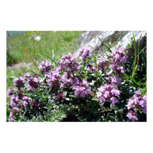 H SERPOLET FEUILLE MONDEE 100G