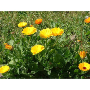 H SOUCI TANGO PETALE 80G